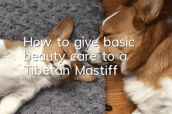 How to give basic beauty care to a Tibetan Mastiff