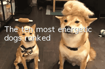 The ten most energetic dogs ranked