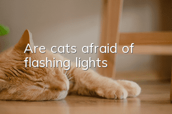 Are cats afraid of flashing lights?