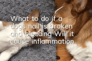What to do if a dog’s nail is broken and bleeding? Will it cause inflammation?