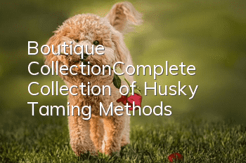 Boutique Collection|Complete Collection of Husky Taming Methods