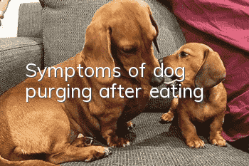Symptoms of dog purging after eating