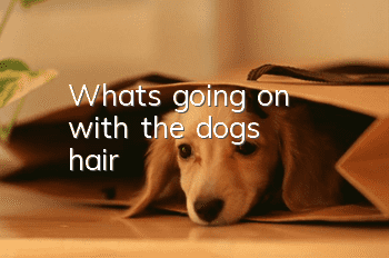 What's going on with the dog's hair?