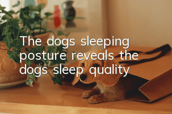 The dog’s sleeping posture reveals the dog’s sleep quality