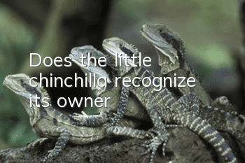 Does the little chinchilla recognize its owner?