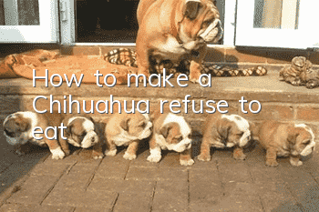 How to make a Chihuahua refuse to eat?