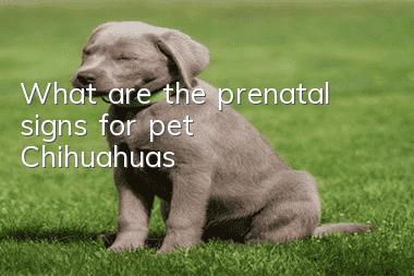 What are the prenatal signs for pet Chihuahuas?