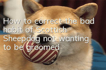 How to correct the bad habit of Scottish Sheepdog not wanting to be groomed?