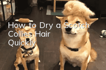 How to Dry a Scotch Collie’s Hair Quickly