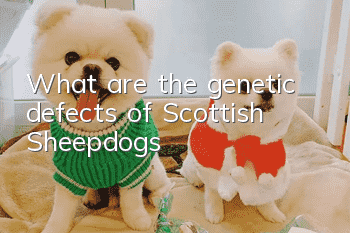 What are the genetic defects of Scottish Sheepdogs?