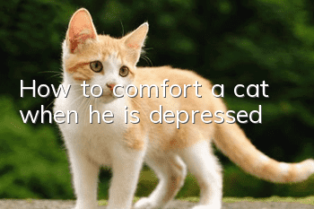 How to comfort a cat when he is depressed