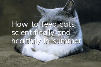 How to feed cats scientifically and healthily in summer