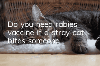 Do you need rabies vaccine if a stray cat bites someone?