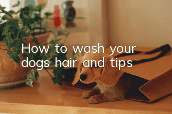 How to wash your dog’s hair and tips