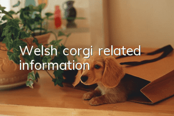 Welsh corgi related information