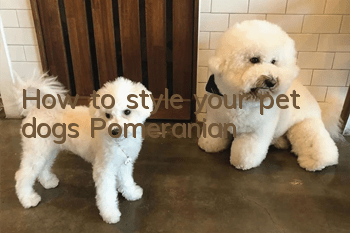 How to style your pet dog’s Pomeranian?