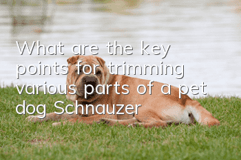 What are the key points for trimming various parts of a pet dog Schnauzer?