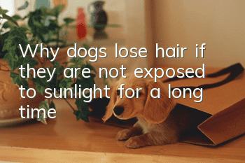 Why dogs lose hair if they are not exposed to sunlight for a long time