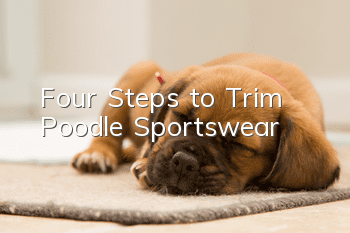 Four Steps to Trim Poodle Sportswear