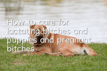 How to care for lactating bitches and puppies and pregnant bitches