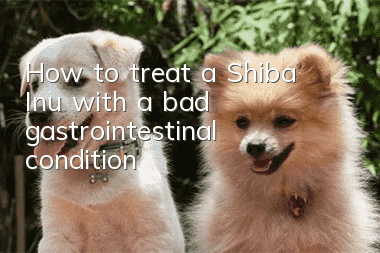 How to treat a Shiba Inu with a bad gastrointestinal condition
