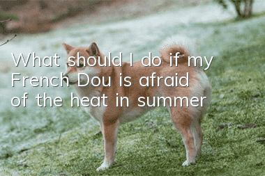 What should I do if my French Dou is afraid of the heat in summer?