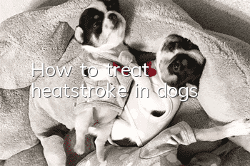 How to treat heatstroke in dogs