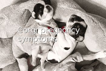 Corgi pregnancy symptoms
