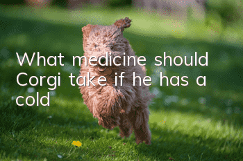 What medicine should Corgi take if he has a cold?