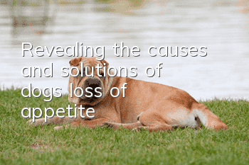 Revealing the causes and solutions of dogs’ loss of appetite