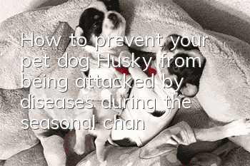 How to prevent your pet dog Husky from being attacked by diseases during the seasonal change