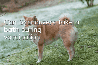 Can Schnauzers take a bath during vaccination?