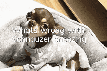 What's wrong with Schnauzer sneezing?