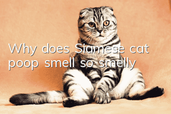 Why does Siamese cat poop smell so smelly?