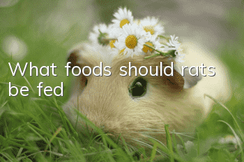 What foods should rats be fed?