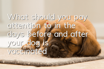 What should you pay attention to in the days before and after your dog is vaccinated?