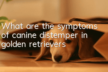 What are the symptoms of canine distemper in golden retrievers?