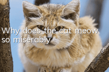 Why does the cat meow so miserably?