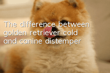 The difference between golden retriever cold and canine distemper