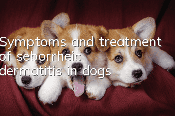 Symptoms and treatment of seborrheic dermatitis in dogs