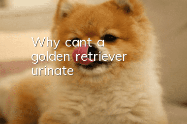 Why can't a golden retriever urinate?