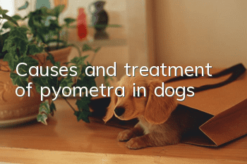 Causes and treatment of pyometra in dogs