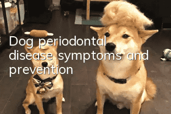 Dog periodontal disease symptoms and prevention