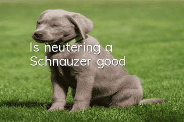 Is neutering a Schnauzer good?