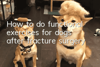 How to do functional exercises for dogs after fracture surgery