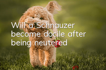 Will a Schnauzer become docile after being neutered?