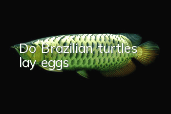 Do Brazilian turtles lay eggs?