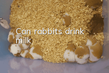 Can rabbits drink milk?