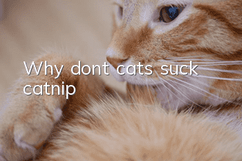 Why don’t cats suck catnip?