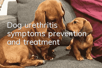 Dog urethritis symptoms, prevention and treatment